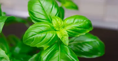 Plantas podem atrair prosperidade.