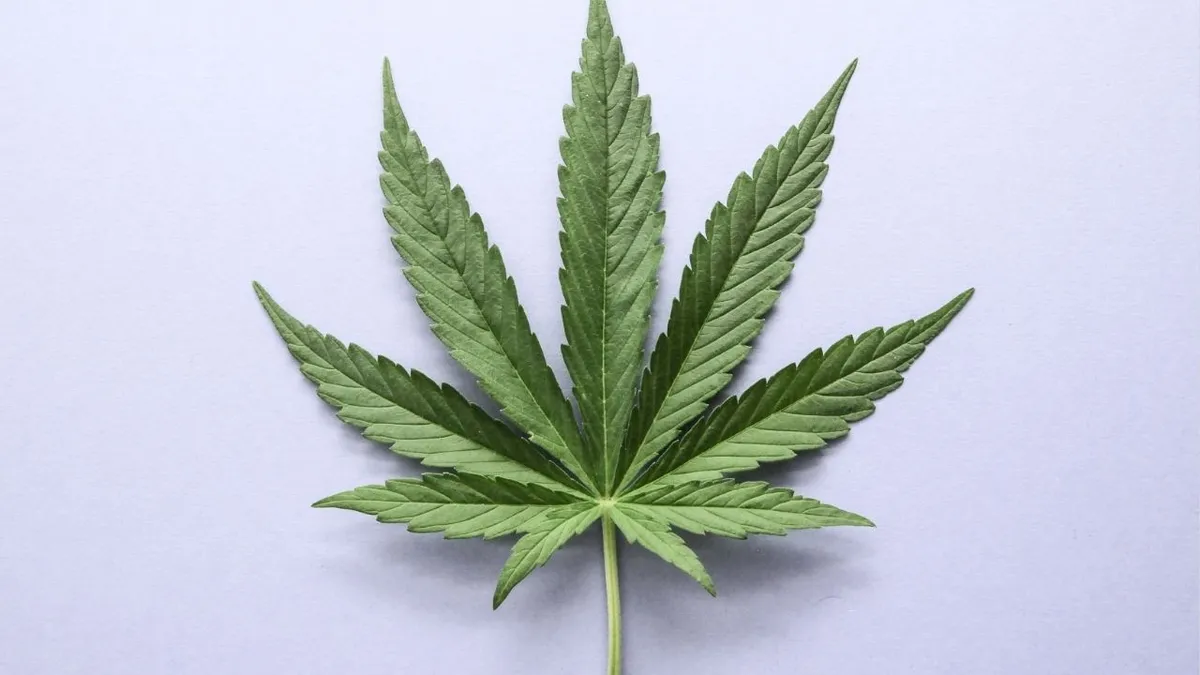 Imagem ilustrativa da notícia Supremo mantém decisão sobre porte de cannabis para uso pessoal