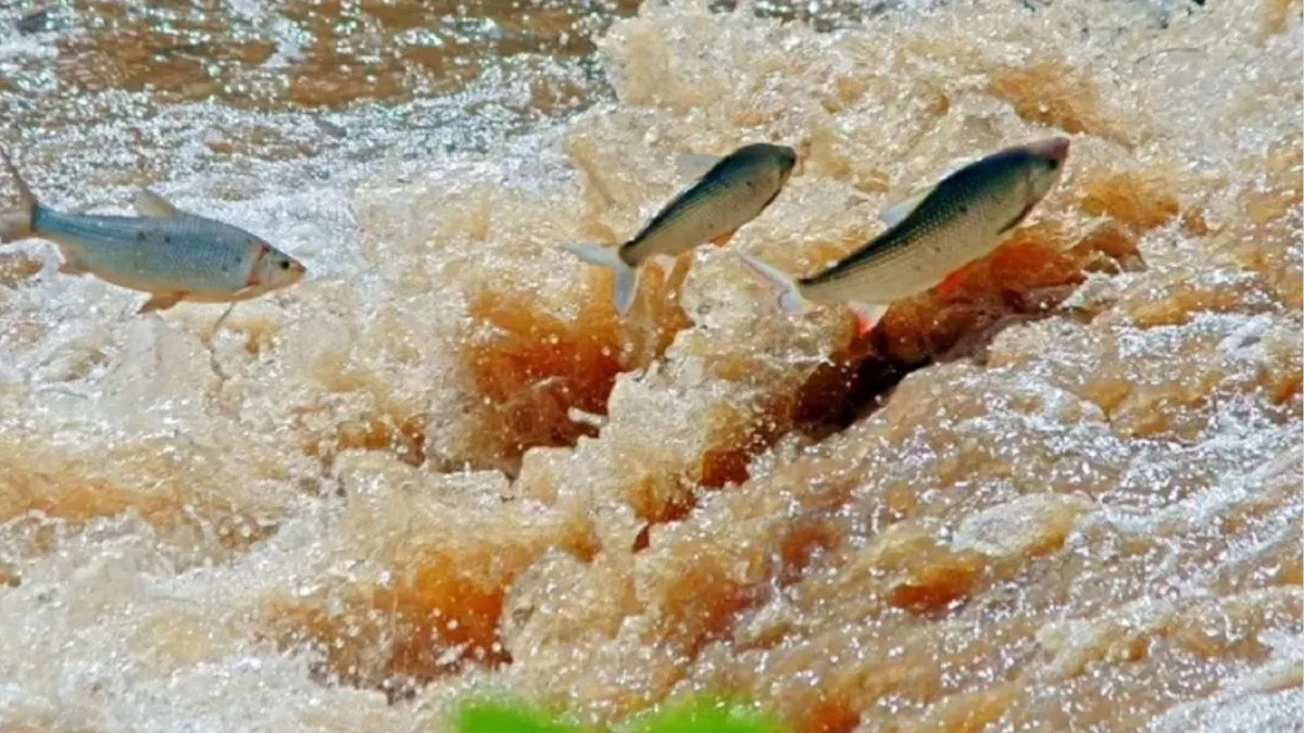 Imagem ilustrativa da notícia Pesca volta a ser permitida no Rio Araguaia a partir de 1º de março