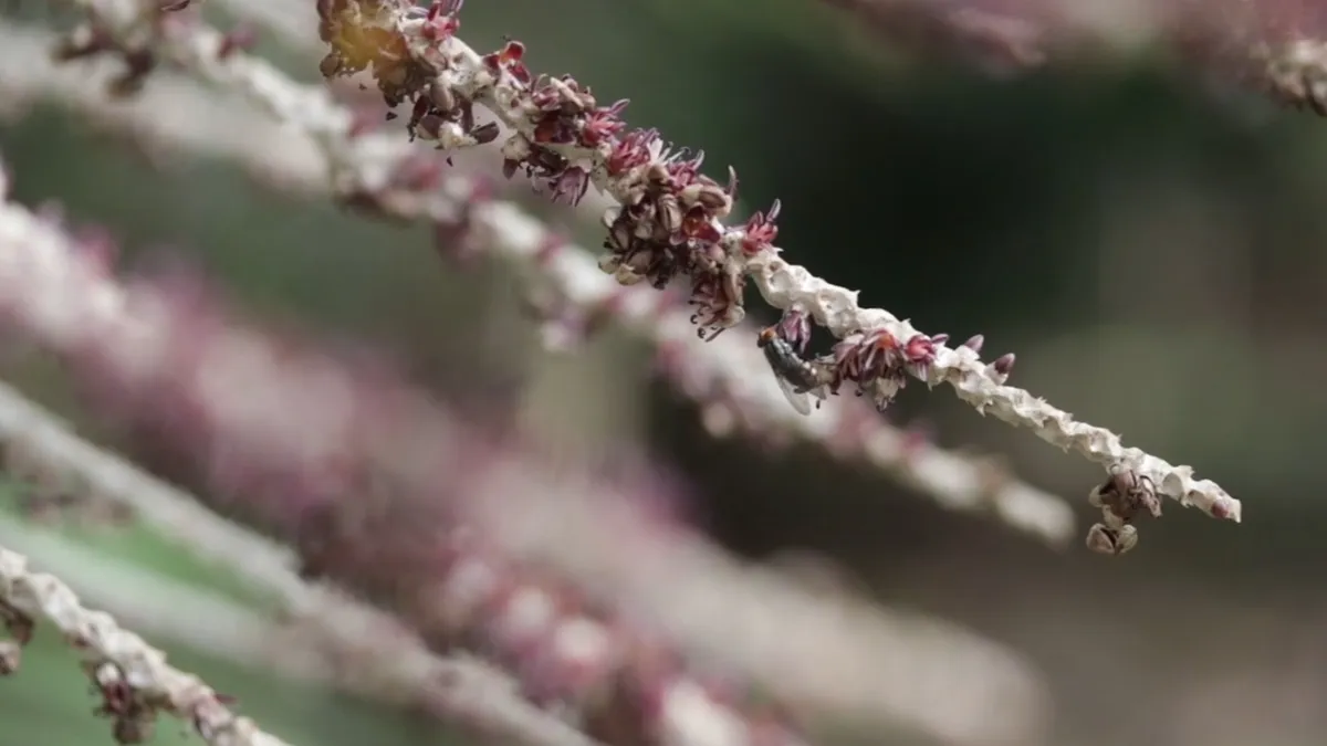 Imagem ilustrativa da notícia Startups paraenses inovam com sustentabilidade e tecnologia