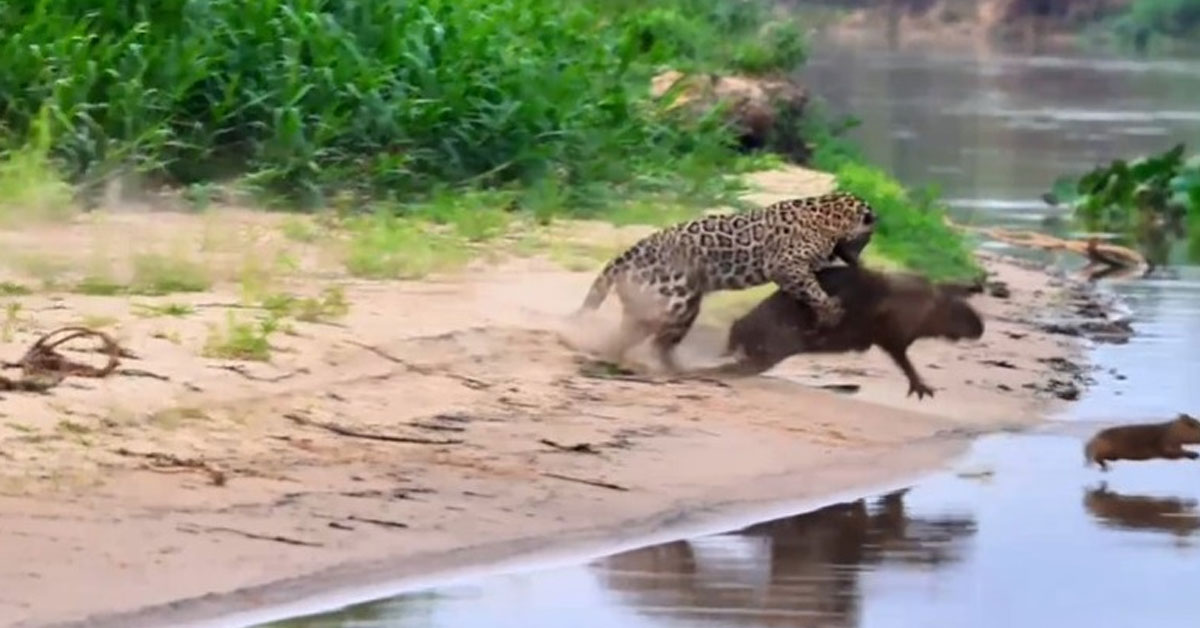 Capivara se sacrifica para salvar filhote de ataque de onça • DOL