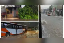 As precipitações intensas, acompanhadas de ventos fortes, causaram a queda se uma árvore de grande porte