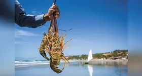 Lagosta é uma das iguarias encontradas em restaurantes no país, sobretudo os localizados em praias e regiões costeiras