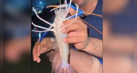 Pescadores se impressionam com camarão gigante e azulado