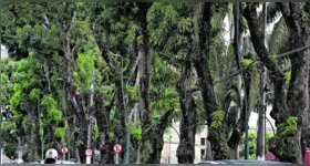 Ocorrências de quedas de pelo menos 11 árvores foram registradas em Belém.