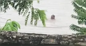 O homem nadava tranquilamente, quando foi surpreendido por duas cobras, segundo relatos de testemunhas.