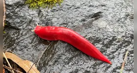 A lesma kaputar (Triboniophorus aff. graeffei) espécie endêmica encontrada no vulcão extinto no Parque Nacional Mount Kaputar, na Austrália