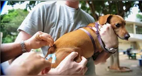 Estarão disponíveis vacinas múltiplas para cães e gatos, nas versões importadas e nacionais.