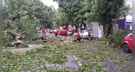 Uma árvore de grande porte caiu na Avenida Magalhães Barata, em Belém, devido à forte chuva