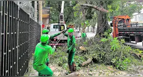 Vegetal foi retirado por equipe especializada, em trabalho ocorrido neste domingo (23)