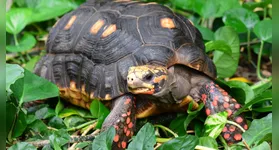 Jabuti Piranga(Chelonoidis carbonaria), espécie comum nas matas brasileira que pode ultrapassar os 100 anos.