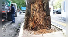 Árvores com risco de queda recebem atenção da SEMMA.