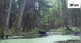 Nas duas ocasiões em que lobos pretos foram avistados pela câmera, eles estavam acompanhados de um lobo cinza.