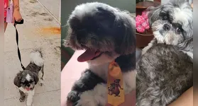 O cachorrinho está desaparecido desde o último domingo (16) e atende pelo nome de Goten.