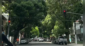 Cidade das Mangueiras: mais de um século depois, arborização ainda é desafio em 2025