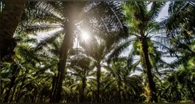 A Agropalma apoia pesquisas científicas no Pará