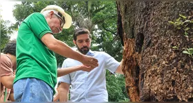 Imagem ilustrativa da notícia Prefeitura divulga cronograma de serviços em árvores. Veja!