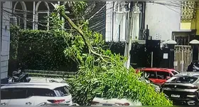 Parte do vegetal caiu em cima do carro que aparentemente estava vazio