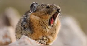 A Pika-Americana é uma das espécies usadas como indicador do aumento das temperaturas globais.