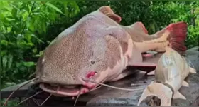 Um pescador capturou um peixe de 40 kg em Santarém e viralizou nas redes sociais.