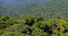 A Floresta Amazônia é considerada a maior floresta do mundo.