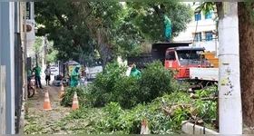 Os serviços, que envolvem poda, supressão, rebaixamento e equilíbrio de árvores, visam garantir a segurança, saúde das plantas e melhoria da paisagem urbana.