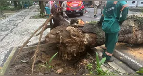 Uma mangueira caiu na praça Batista Campos em Belém, causando interdição do trânsito. Corpo de Bombeiros realiza remoção do vegetal.