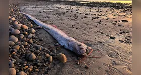 Imagem ilustrativa da notícia Conheça o “peixe-do-juízo-final” e por que ele tem esse nome