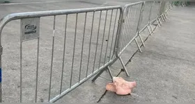 Palmeiras trabalha para identificar quem deixou uma cabeça de porco na entrada do Allianz Parque.