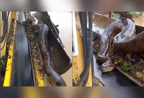 Sucuri gigante é encontrada presa em máquina de usina elétrica. Veja o vídeo!