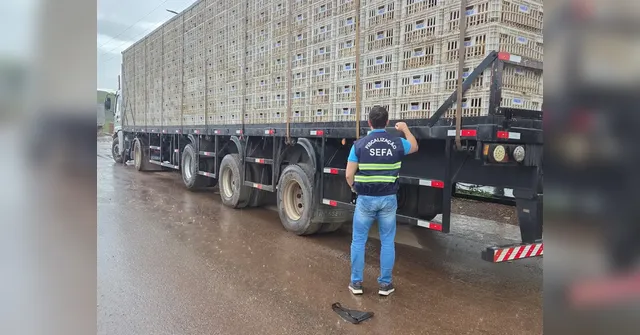 Imagem ilustrativa da notícia Irregularidade: Sefa apreende de 13 toneladas de frango vivo 