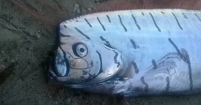 Imagem ilustrativa da notícia Vídeo: Peixe do juízo final é flagrado se debatendo em praia