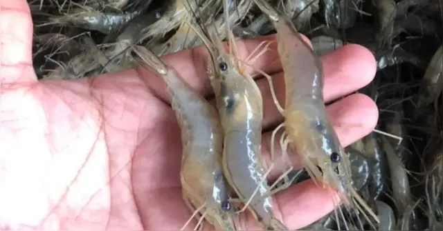 Imagem ilustrativa da notícia Governo fecha acordo de pesca intermunicipal do camarão