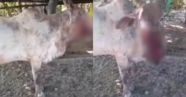 Imagem ilustrativa da notícia Vídeo: vaca é atacada por animal e tem o rosto desfigurado