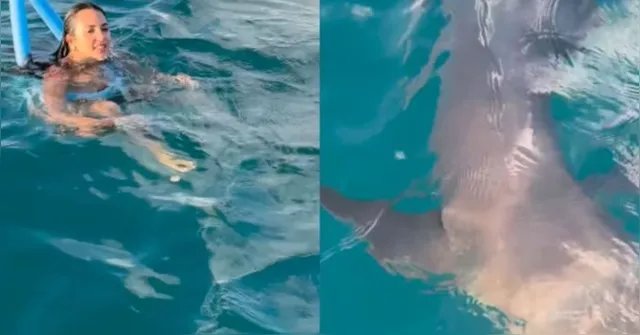 Imagem ilustrativa da notícia Vídeo: turista dá 'chute' em tubarão durante mergulho em Noronha