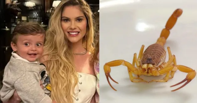 Imagem ilustrativa da notícia Incidente com filho de Bárbara Evans alerta sobre picada de escorpião
