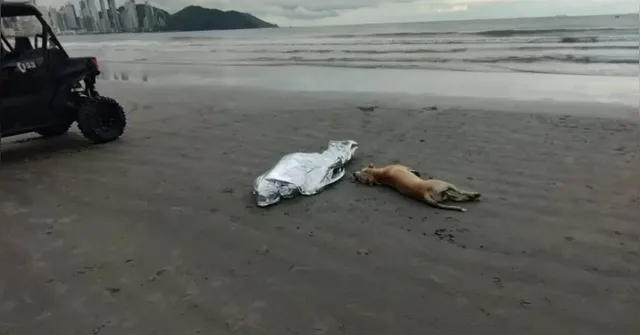 Imagem ilustrativa da notícia Cachorro permanece ao lado do corpo de tutor morto afogado