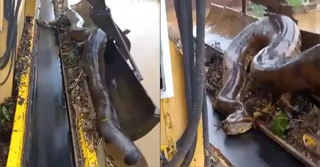 Imagem ilustrativa da notícia Vídeo: Sucuri gigante é encontrada presa em máquina de usina
