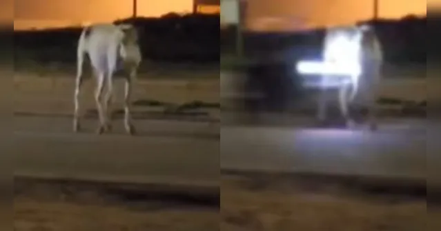 Imagem ilustrativa da notícia Vídeo: motociclista atropela cavalo em Parauapebas