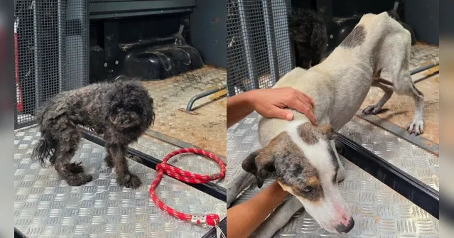 Imagem ilustrativa da notícia Homem é preso após ser flagrado golpeando cachorro em Belém