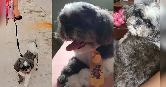 Imagem ilustrativa da notícia Tutora procura cãzoinho shitzu desaparecido, em Ananindeua