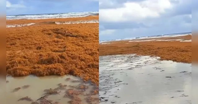 Imagem ilustrativa da notícia Vídeo: Algas marinhas invadem praias de Salinas; entenda o fenômeno