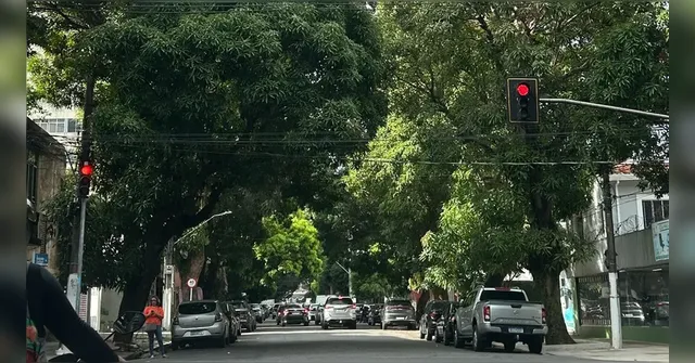 Imagem ilustrativa da notícia Belém terá plano emergencial para evitar queda de árvores