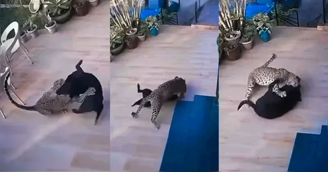 Imagem ilustrativa da notícia IMAGEM FORTE: vídeo flagra felino atacando cachorro dentro de casa