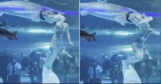 Imagem ilustrativa da notícia Peixe gigante ataca 'sereia' em aquário na China