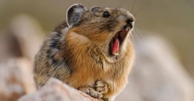 Imagem ilustrativa da notícia Cientista afirma que pika é resistente a mudança climática