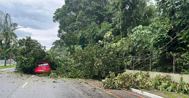 Imagem ilustrativa da notícia Árvore cai em cima de carro na Avenida Júlio César, em Belém