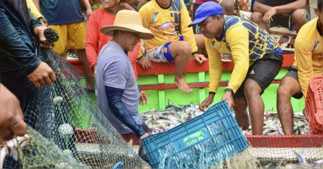 Imagem ilustrativa da notícia Pescadores celebram abertura da pesca do mapará após defeso