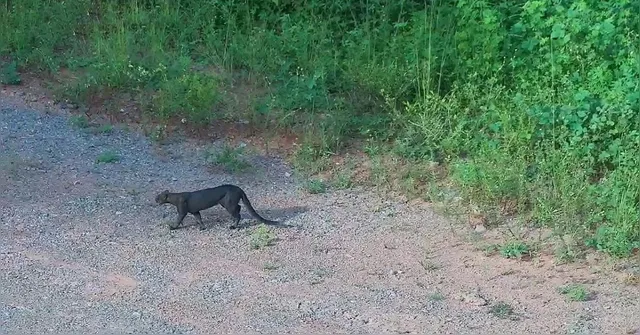 Imagem ilustrativa da notícia Vídeo: gato-mourisco é visto próximo à Usina de Belo Monte