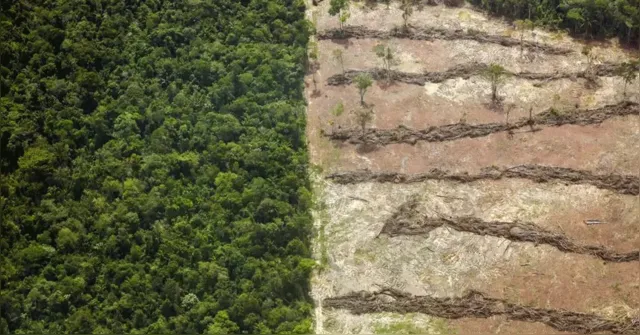 Imagem ilustrativa da notícia Belém recebe mutirão para negociação de multas ambientais